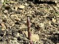 asparagus_2