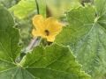 flower_1