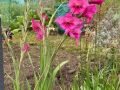flowers_2