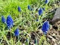 flowers_3