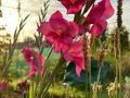 flowers_4