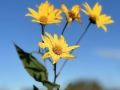 flowers_5