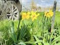 flowers_6