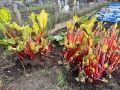 rhubarb_1
