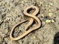 slow_worm_3