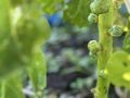 sprouts_1