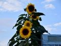 sun_flower_1