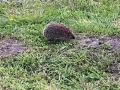 Hedgehog early evening hunting