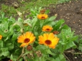 Marigolds