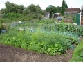 Rows of vegetables