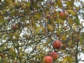 Apples on tree