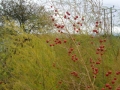 Red berries