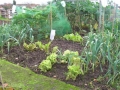 Vegetables ready for harvest