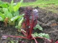 Chard