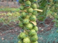 Brussel sprouts