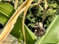 moth_1