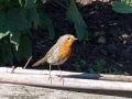 robin_2