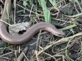 slow_worm_2